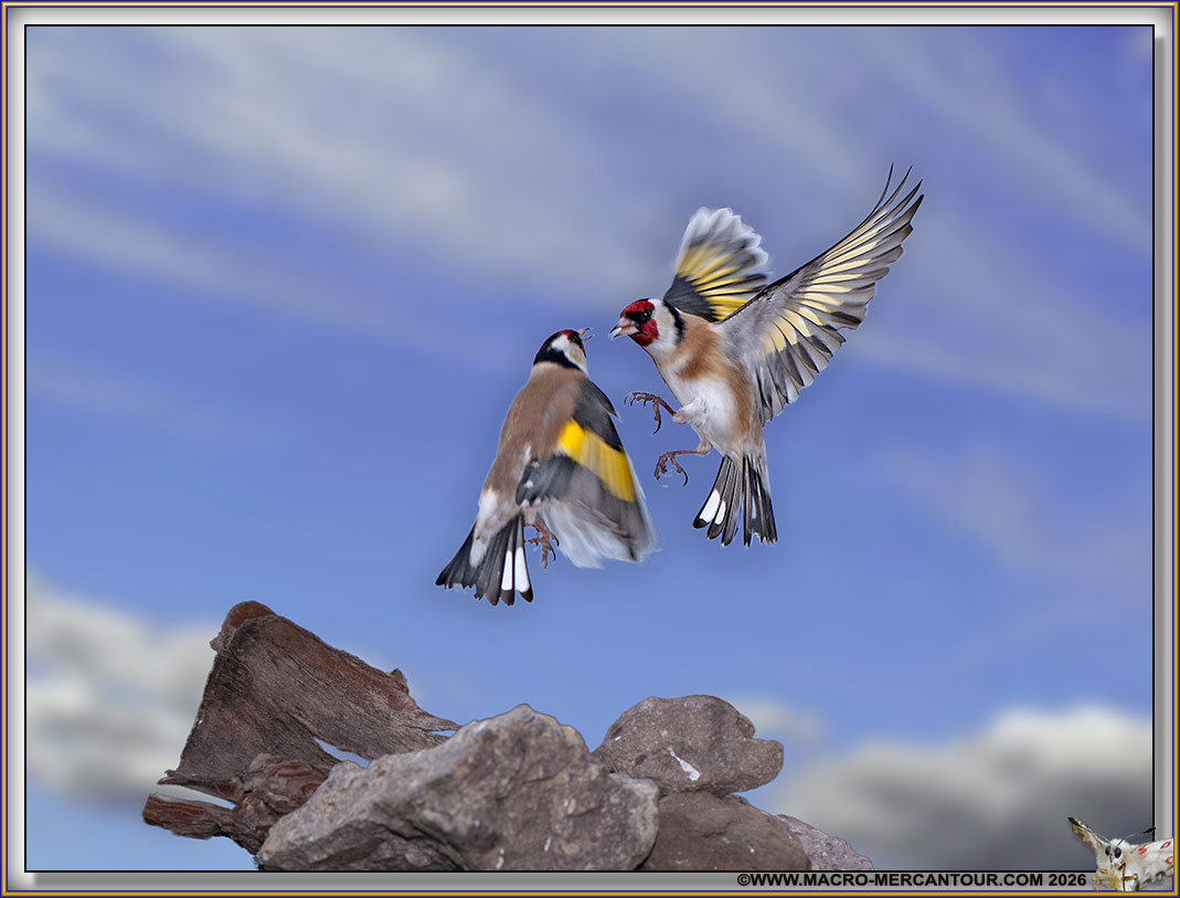 Chardonneret &eacute;l&eacute;gant